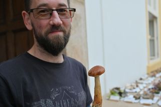 V Trutnově vystavují invazivní druh hřibu. Z Ameriky doputoval přes Pobaltí až do Česka - Novinky