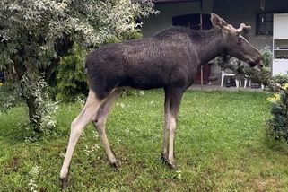 Smutná strana příběhu losa Emila. Zvířata bloudí Českem, ne každé dojde do cíle - Seznam Zprávy