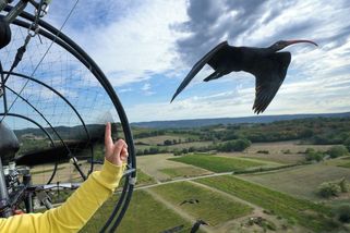 Fotky: Ibisové míří na jih, vede je letadlo - Seznam Zprávy