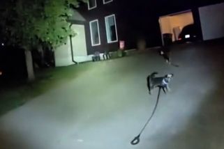 Pes v noci zastavil policejní hlídku a zavedl ji domů ke zraněnému majiteli - Novinky