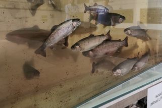 Pitnou vodu pro Prahu sleduje nová laboratoř s AI, ale kontrolní pstruzi zůstávají - Novinky