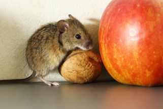 Zbavte se myší doma. Pasti se sýrem je nelákají, mnohem lepší jsou potraviny s výraznou vůní