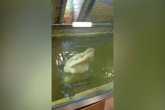 Jonákův krokodýl Kuba už zapomněl. Vytrpěl si svoje, teď se láduje v Protivíně kuřaty - Novinky