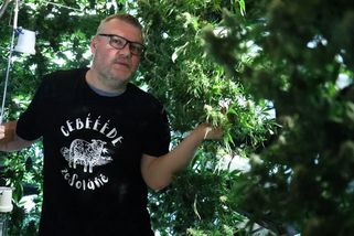Zákaz CBD nikdo nečekal, říká majitel rodinné konopné pěstírny - Novinky