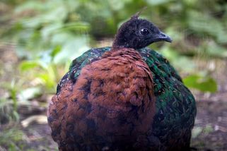 Safari park ve Dvoře Králové získal samici tajemného páva konžského, věří v odchov mláďat