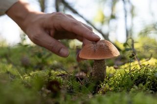 Taky si na krásný hřib nejdřív poklepete? Starý houbařský zvyk má jiný význam, než si mnozí myslí