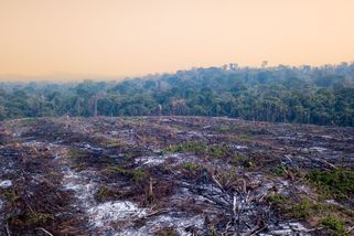 Brazilci zničili nejmenší kus pralesa za skoro 40 let - Seznam Zprávy