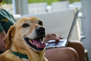 Očipování psa nestačí. Veterinární správa upozorňuje majitele na důležitou kontrolu, jinak jim může hrozit pokuta