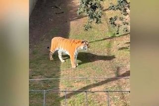Před smrtí v tygřím výběhu se návštěvník pokusil zastavit šelmu vztyčeným prstem - Novinky