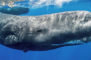 Přeprava uhynulého vorvaně u australského pobřeží zvýšila aktivitu žraloků - Novinky