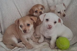 Nečekaný nález v Hodoníně? Houbař přišel s košíkem plným štěňat, jsou v útulku