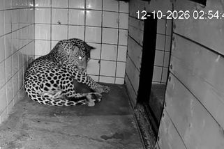 V ostravské zoo se narodila mláďata vzácných levhartů. Jsou s matkou v brlohu - Novinky