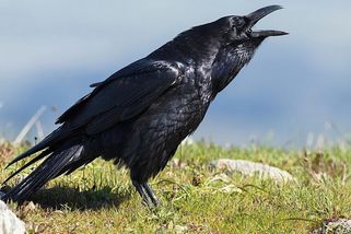 Černý posel smrti je chytřejší, než jsme tušili. Krkavec si pamatuje i člověka - Médium.cz