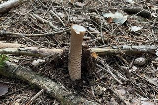 Lesní barbaři. Trhání klobouků bedel by se mělo trestat