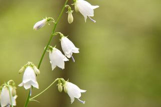 Olomoučtí botanici zachraňují vzácný zvonovec liliolistý