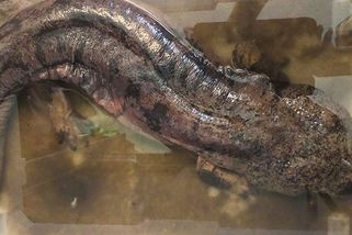 Šest měsíců bezvýsledného pátrání. Policie stále neví, kdo odložil velemloka před plzeňskou zoo - Novinky
