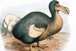 Americká firma pracuje na oživení blbouna nejapného