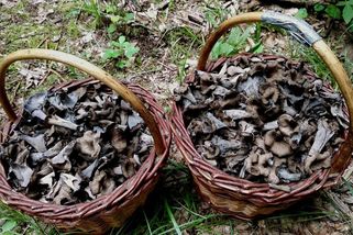 Houby, kterých se mnozí bojí či je neznají, jsou naopak vynikající pochoutkou - Médium.cz