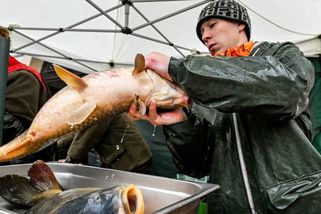 Vánoce bez živých kaprů? Pospíšil navrhuje novou povinnost pro prodejce, rušení tradic odmítá
