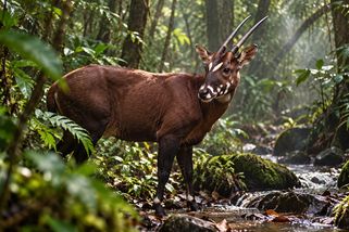 Saola. Zvíře, které jsme objevili dřív, než jsme ho stihli poznat - Médium.cz