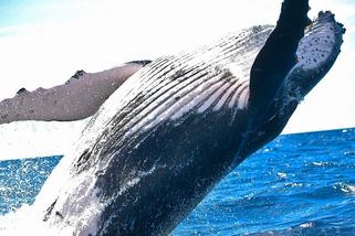 Keporkaci jako strážci oceánů. Riskují život, aby chránili lidi i zvířata před predátory - Médium.cz