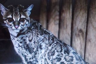 V ostravské zoo začali chovat vzácnou tropickou kočku, která šplhá jako veverka - Novinky