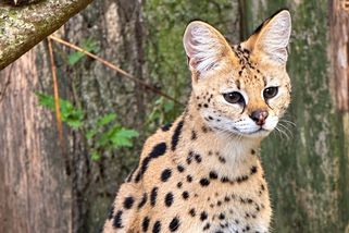Ze zookoutku na Vysočině zmizel serval - Novinky