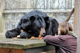 Smutná zpráva: Medvěd Jirka z Konopiště v ostravské zoo zemřel