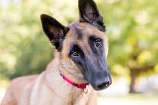 ŽENA-IN - Veterináři varují před 10 plemeny psů, které by si sami nepořídili. Důvodem jsou časté nemoci i náročná povaha