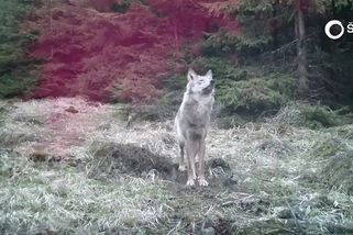 Troje vlčata v Krušných horách za letošní rok. Nejvíce jich je na východě