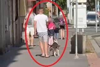 Muž v Plzni poštval bojového psa, aby na cizí zahradě zakousl domácího králíka - Novinky